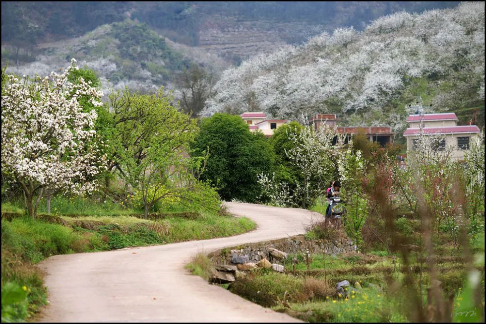 【春天，广西桂林灌阳县向您发出邀请！】我们在灌阳看梨花 - 游山玩水 - 马鞍山生活社区 - 马鞍山28生活网 mas.28life.com