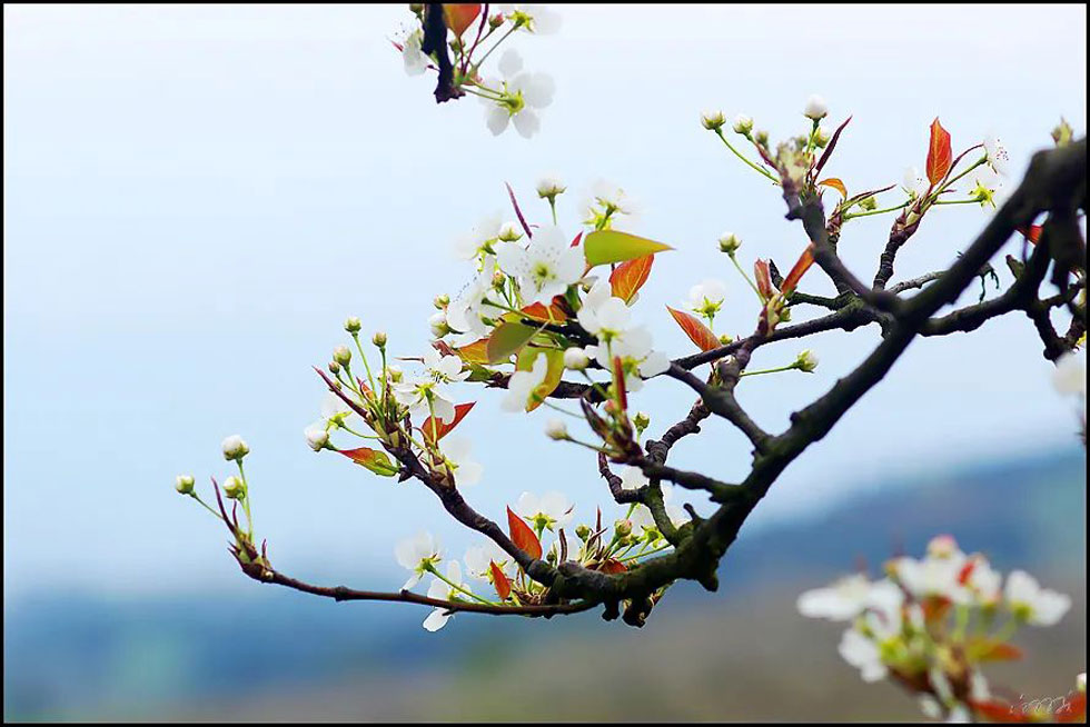 【春天，广西桂林灌阳县向您发出邀请！】我们在灌阳看梨花 - 游山玩水 - 马鞍山生活社区 - 马鞍山28生活网 mas.28life.com