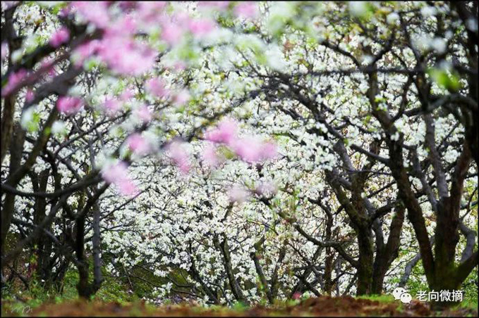 【春天，广西桂林灌阳县向您发出邀请！】我们在灌阳看梨花 - 游山玩水 - 马鞍山生活社区 - 马鞍山28生活网 mas.28life.com