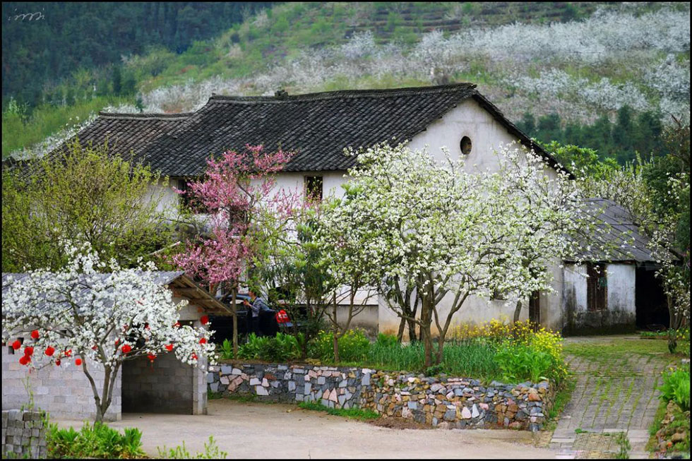 【春天，广西桂林灌阳县向您发出邀请！】我们在灌阳看梨花 - 游山玩水 - 马鞍山生活社区 - 马鞍山28生活网 mas.28life.com