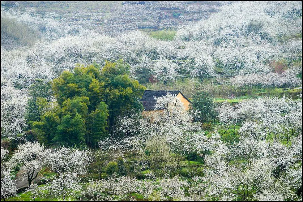 【春天，广西桂林灌阳县向您发出邀请！】我们在灌阳看梨花 - 游山玩水 - 马鞍山生活社区 - 马鞍山28生活网 mas.28life.com