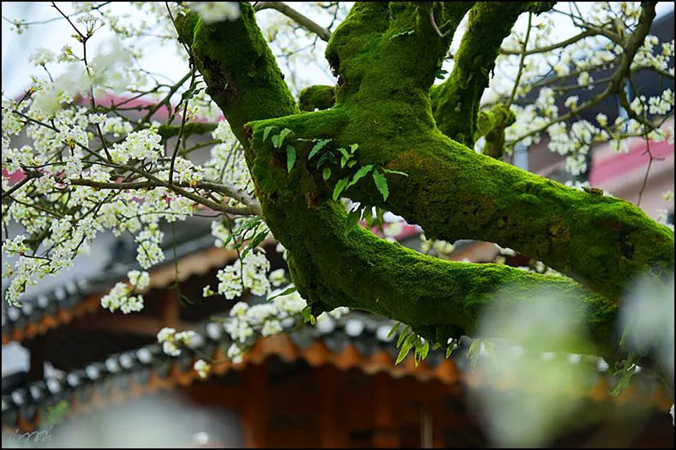 【春天，广西桂林灌阳县向您发出邀请！】我们在灌阳看梨花 - 游山玩水 - 马鞍山生活社区 - 马鞍山28生活网 mas.28life.com