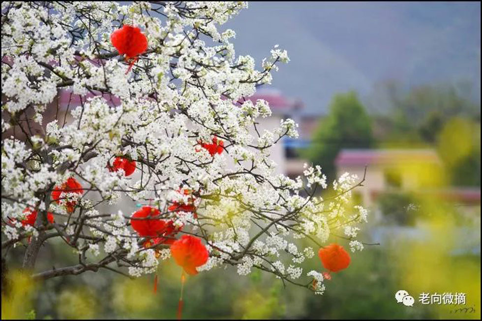 【春天，广西桂林灌阳县向您发出邀请！】我们在灌阳看梨花 - 游山玩水 - 马鞍山生活社区 - 马鞍山28生活网 mas.28life.com