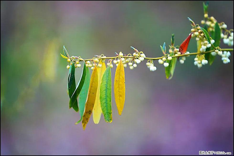 【春天，广西桂林灌阳县向您发出邀请！】米珠山前有片山苍子花在飘香 - 游山玩水 - 马鞍山生活社区 - 马鞍山28生活网 mas.28life.com