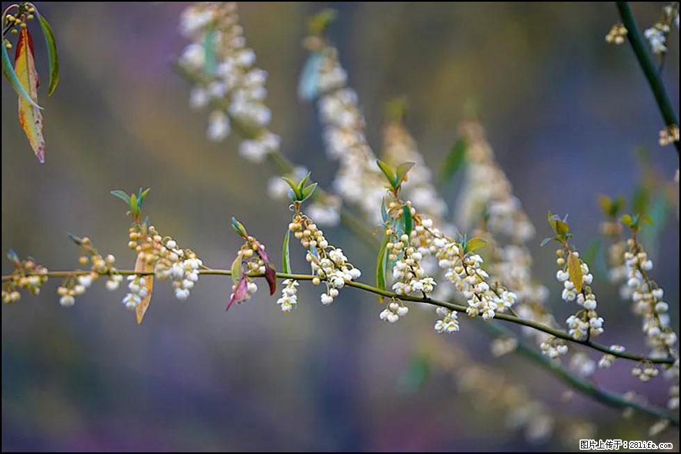 【春天，广西桂林灌阳县向您发出邀请！】米珠山前有片山苍子花在飘香 - 游山玩水 - 马鞍山生活社区 - 马鞍山28生活网 mas.28life.com
