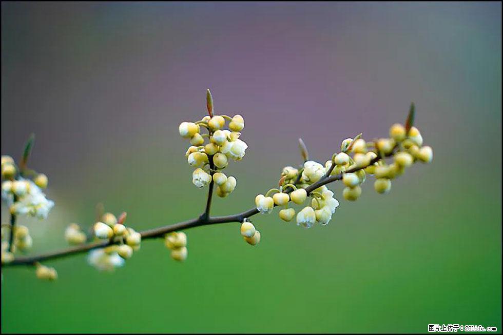 【春天，广西桂林灌阳县向您发出邀请！】米珠山前有片山苍子花在飘香 - 游山玩水 - 马鞍山生活社区 - 马鞍山28生活网 mas.28life.com