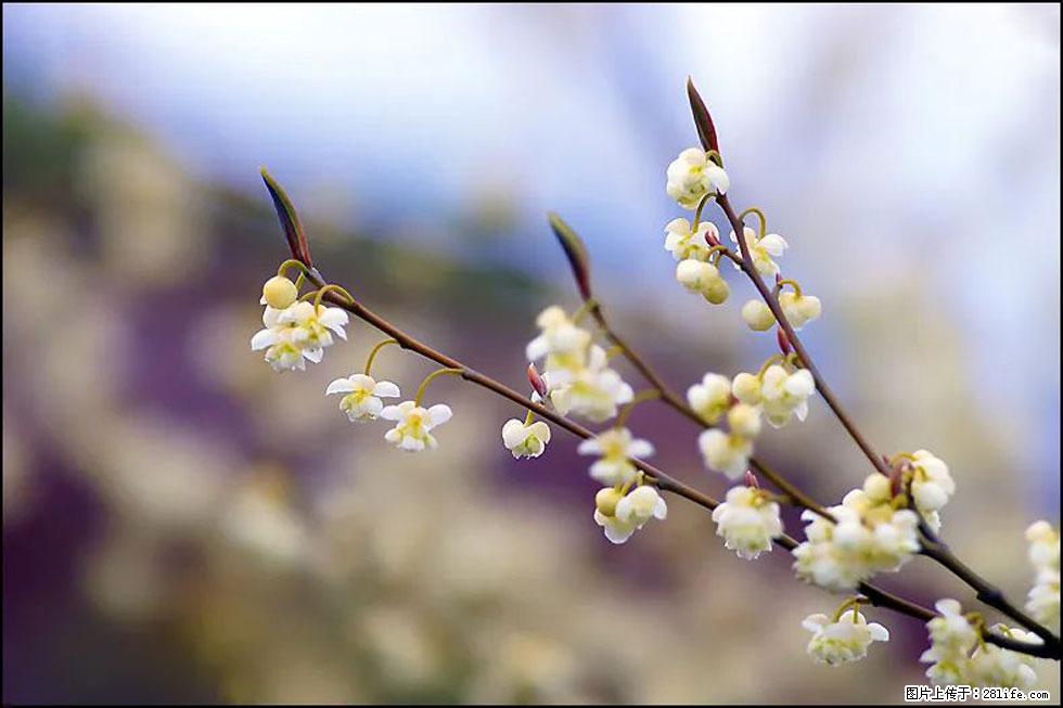 【春天，广西桂林灌阳县向您发出邀请！】米珠山前有片山苍子花在飘香 - 游山玩水 - 马鞍山生活社区 - 马鞍山28生活网 mas.28life.com