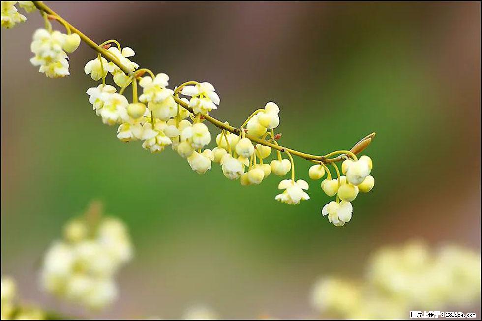 【春天，广西桂林灌阳县向您发出邀请！】米珠山前有片山苍子花在飘香 - 游山玩水 - 马鞍山生活社区 - 马鞍山28生活网 mas.28life.com