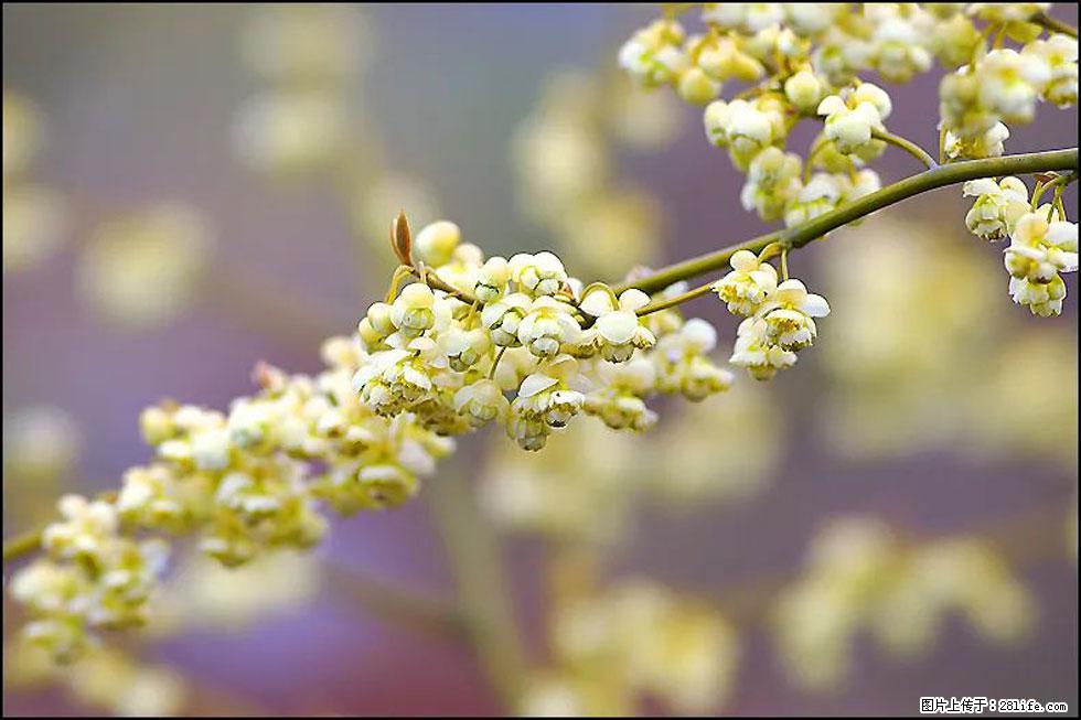 【春天，广西桂林灌阳县向您发出邀请！】米珠山前有片山苍子花在飘香 - 游山玩水 - 马鞍山生活社区 - 马鞍山28生活网 mas.28life.com