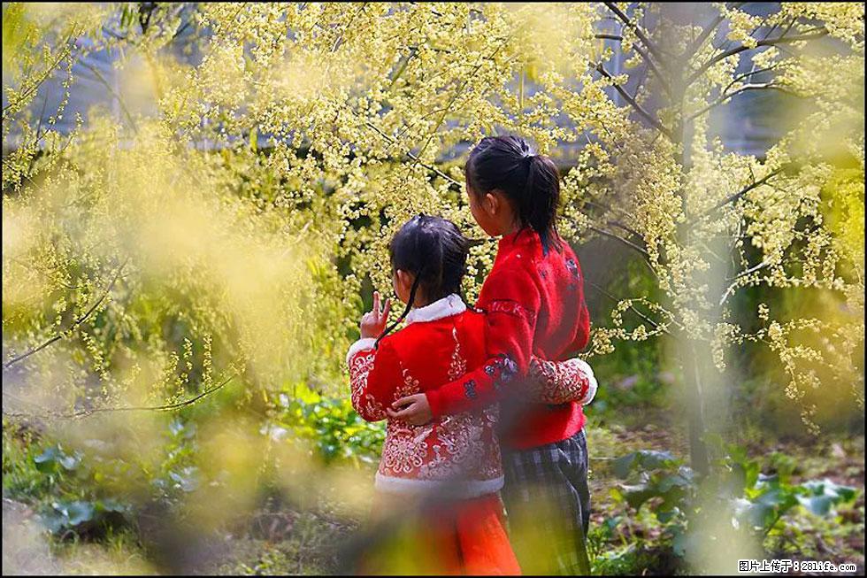 【春天，广西桂林灌阳县向您发出邀请！】米珠山前有片山苍子花在飘香 - 游山玩水 - 马鞍山生活社区 - 马鞍山28生活网 mas.28life.com