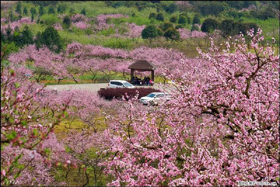【春天,广西桂林灌阳县向您发出邀请!】官庄村有个醉美的桃花园 - 游山玩水 - 马鞍山生活社区 - 马鞍山28生活网 mas.28life.com