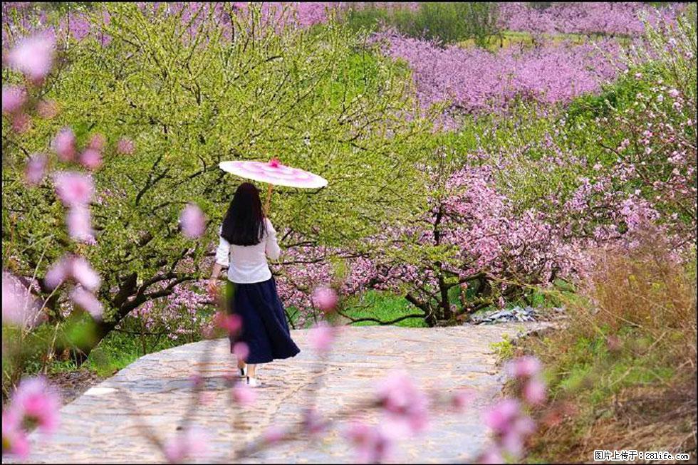 【春天,广西桂林灌阳县向您发出邀请!】官庄村有个醉美的桃花园 - 游山玩水 - 马鞍山生活社区 - 马鞍山28生活网 mas.28life.com