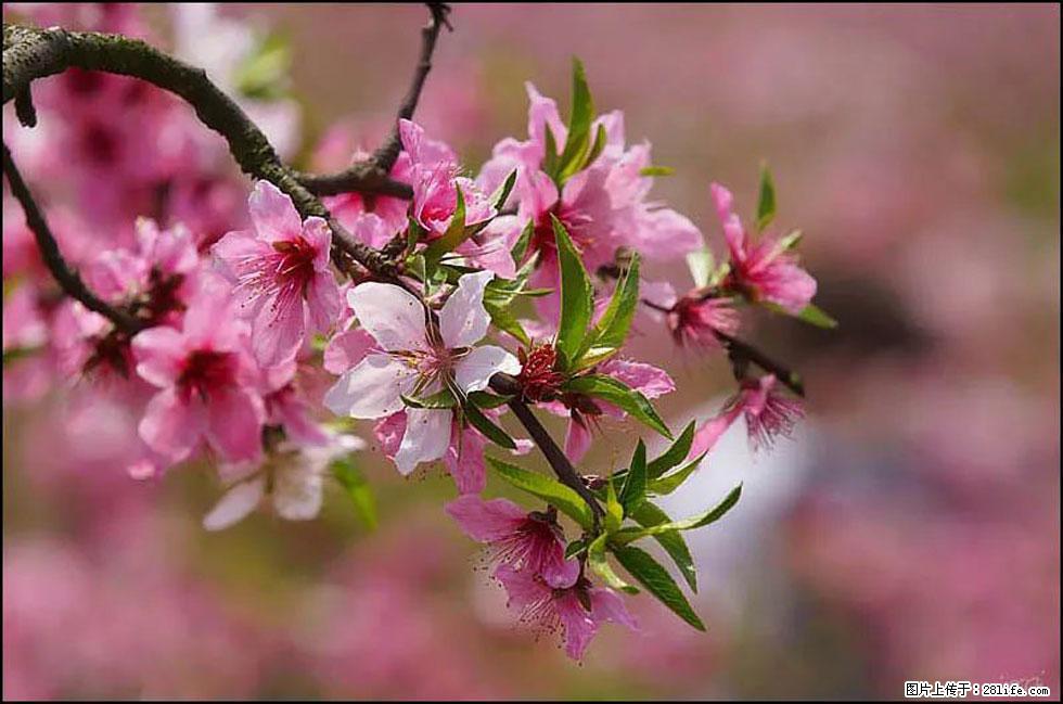 【春天,广西桂林灌阳县向您发出邀请!】官庄村有个醉美的桃花园 - 游山玩水 - 马鞍山生活社区 - 马鞍山28生活网 mas.28life.com