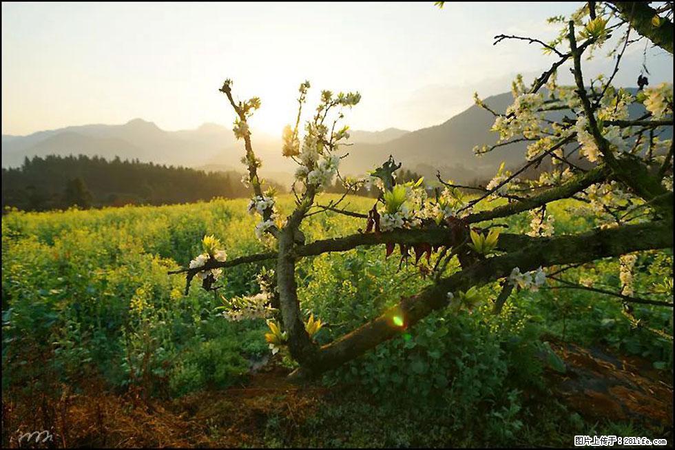 【春天，广西桂林灌阳县向您发出邀请！】长坪村油菜盛情花开 - 游山玩水 - 马鞍山生活社区 - 马鞍山28生活网 mas.28life.com