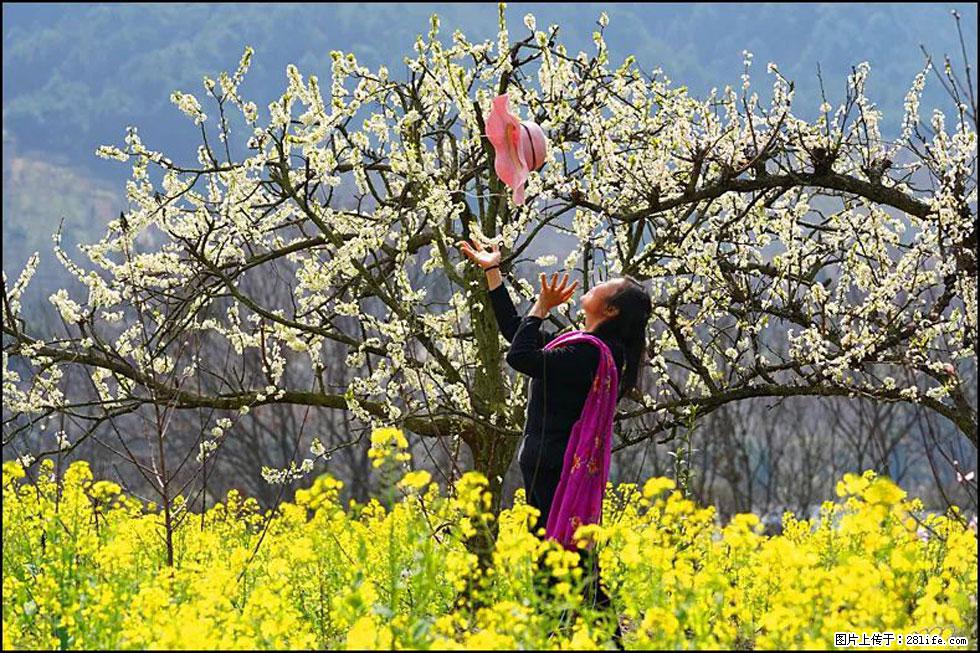 【春天，广西桂林灌阳县向您发出邀请！】长坪村油菜盛情花开 - 游山玩水 - 马鞍山生活社区 - 马鞍山28生活网 mas.28life.com