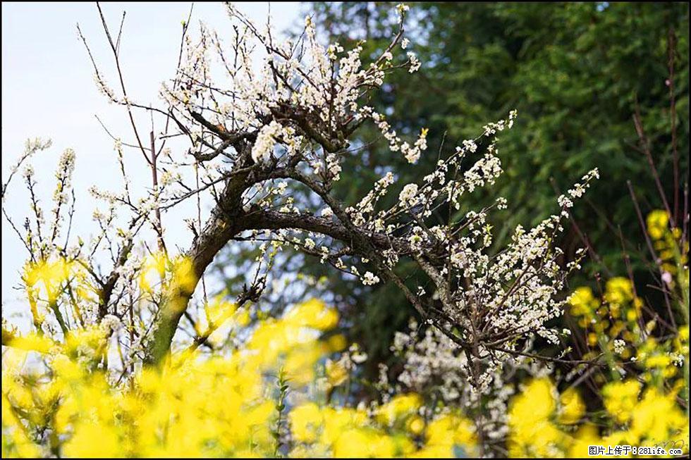 【春天，广西桂林灌阳县向您发出邀请！】长坪村油菜盛情花开 - 游山玩水 - 马鞍山生活社区 - 马鞍山28生活网 mas.28life.com