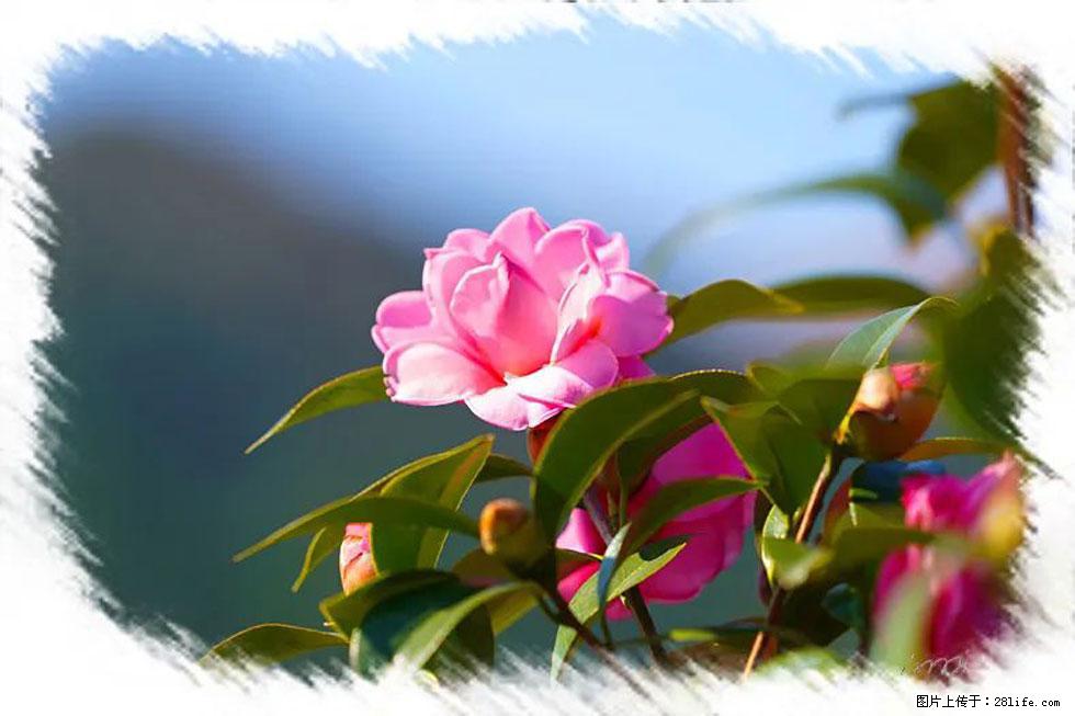 【春天，广西桂林灌阳县向您发出邀请！】杨柳井茶花惹人爱 - 游山玩水 - 马鞍山生活社区 - 马鞍山28生活网 mas.28life.com