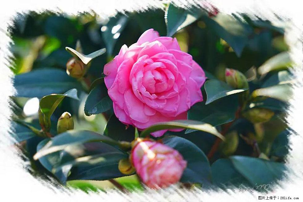 【春天，广西桂林灌阳县向您发出邀请！】杨柳井茶花惹人爱 - 游山玩水 - 马鞍山生活社区 - 马鞍山28生活网 mas.28life.com