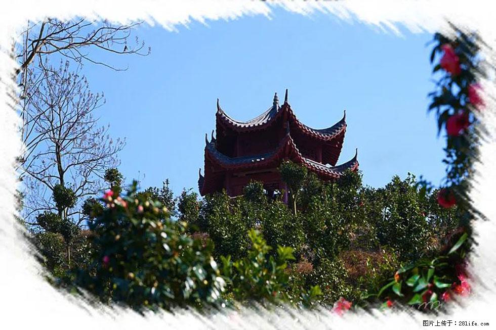 【春天，广西桂林灌阳县向您发出邀请！】杨柳井茶花惹人爱 - 游山玩水 - 马鞍山生活社区 - 马鞍山28生活网 mas.28life.com