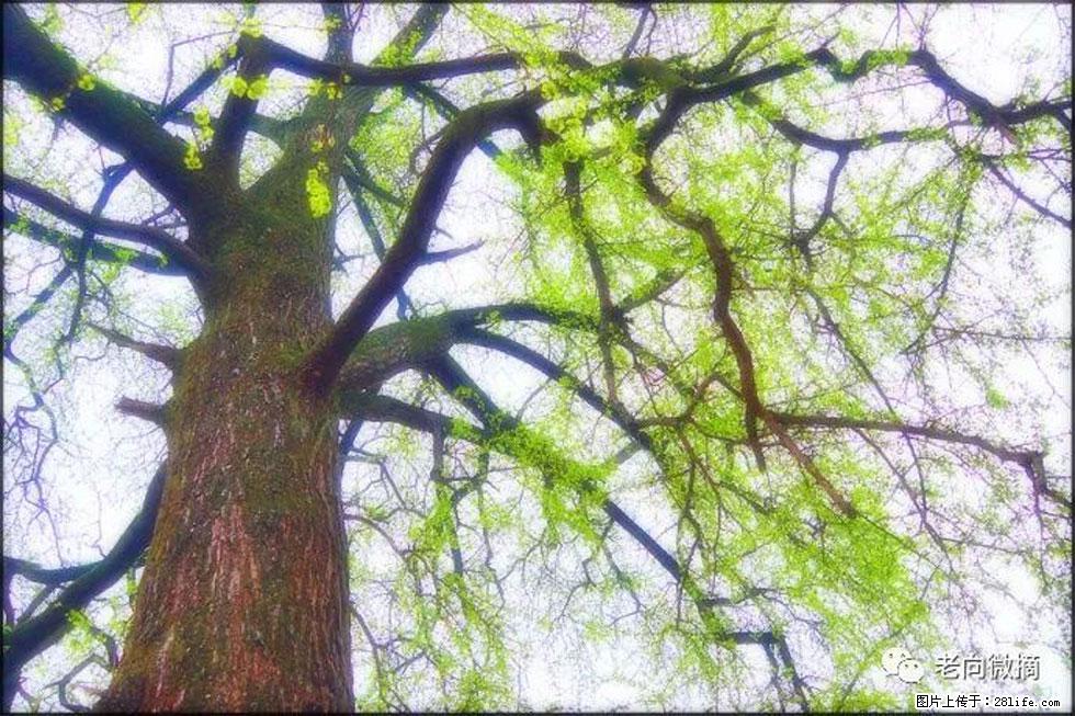 【春天,广西桂林灌阳县向您发出邀请!】在小龙村与春天约会 - 游山玩水 - 马鞍山生活社区 - 马鞍山28生活网 mas.28life.com