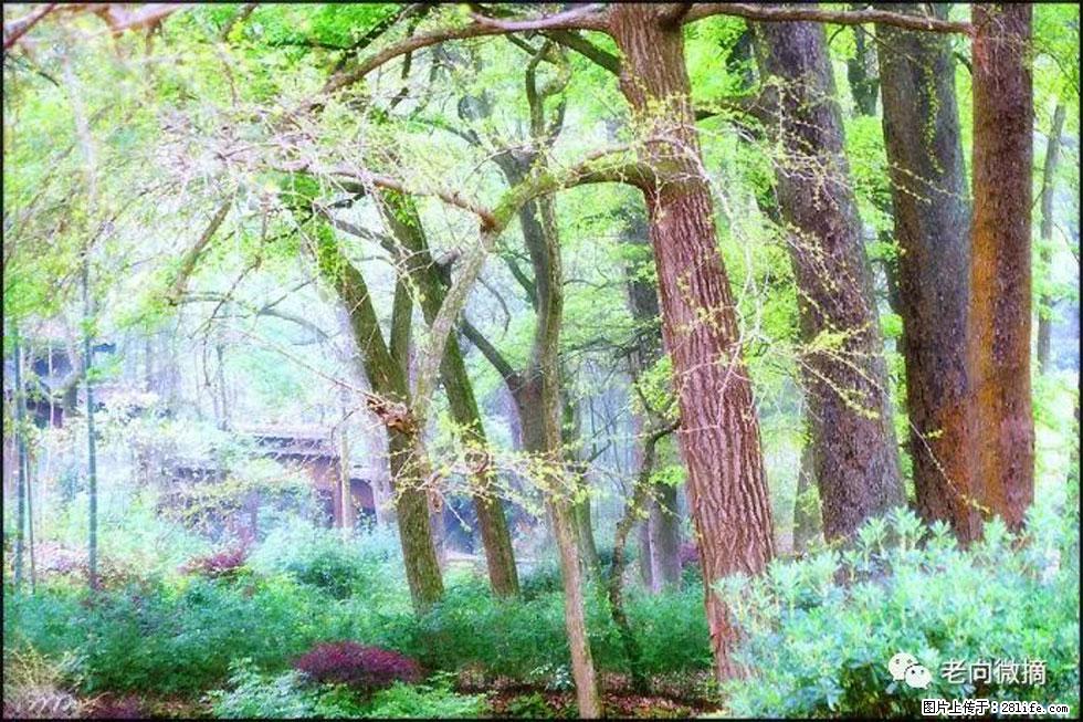 【春天,广西桂林灌阳县向您发出邀请!】在小龙村与春天约会 - 游山玩水 - 马鞍山生活社区 - 马鞍山28生活网 mas.28life.com