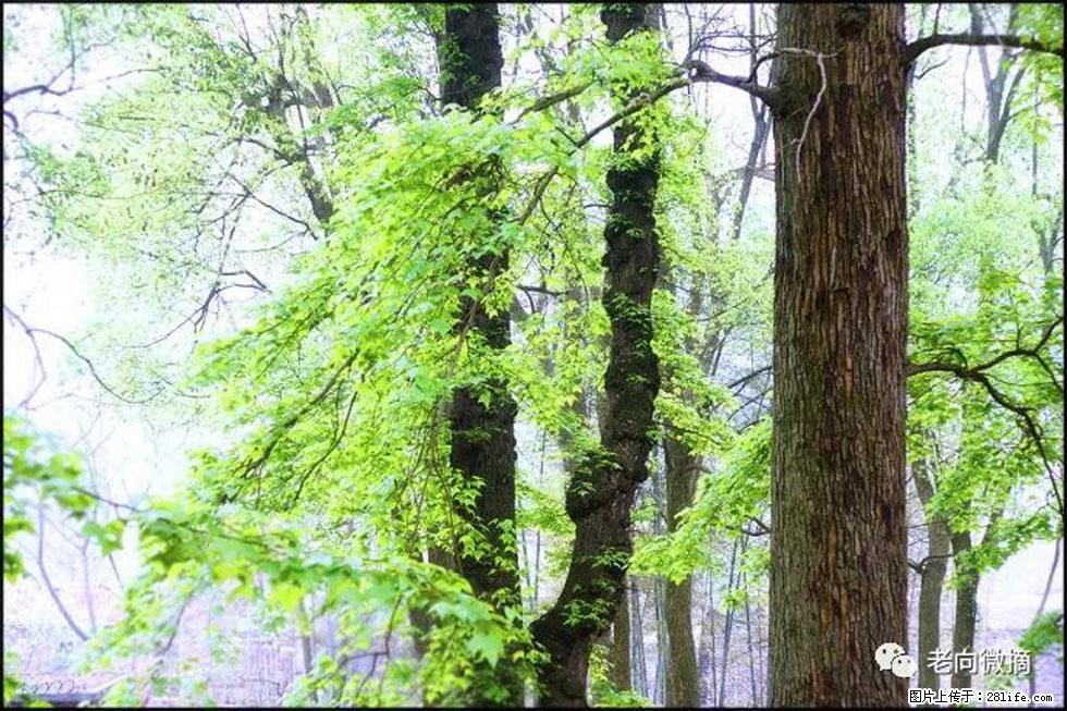 【春天,广西桂林灌阳县向您发出邀请!】在小龙村与春天约会 - 游山玩水 - 马鞍山生活社区 - 马鞍山28生活网 mas.28life.com