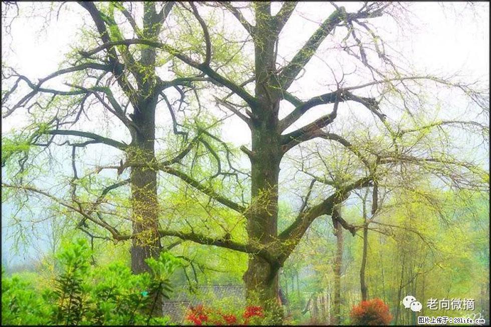 【春天,广西桂林灌阳县向您发出邀请!】在小龙村与春天约会 - 游山玩水 - 马鞍山生活社区 - 马鞍山28生活网 mas.28life.com