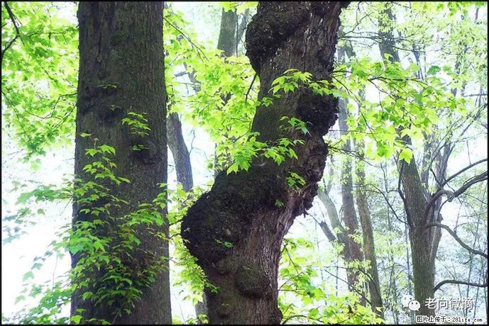 【春天,广西桂林灌阳县向您发出邀请!】在小龙村与春天约会 - 游山玩水 - 马鞍山生活社区 - 马鞍山28生活网 mas.28life.com