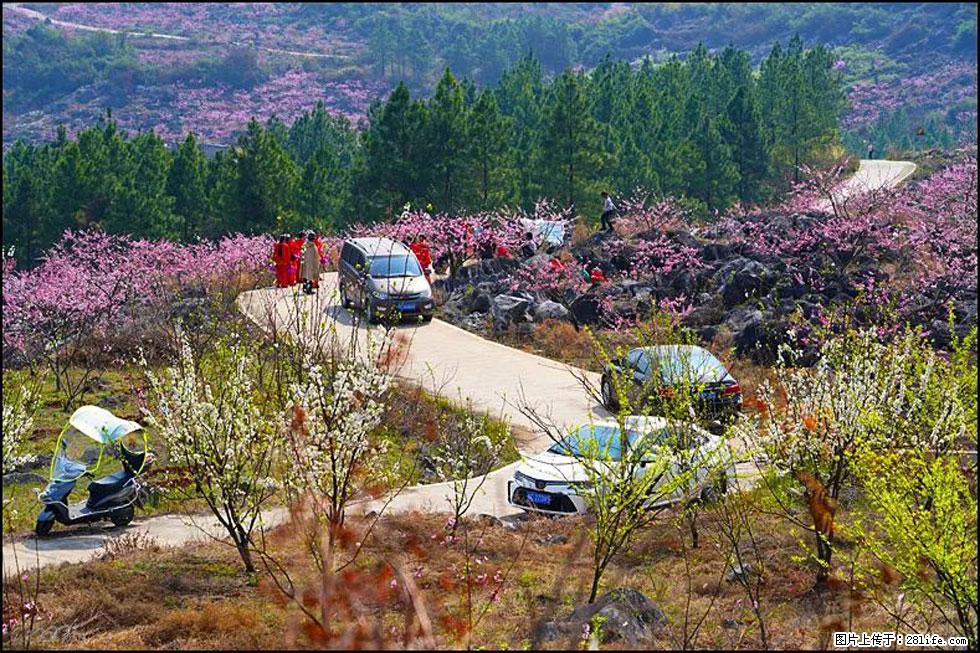 【春天,广西桂林灌阳县向您发出邀请!】望月岭上桃花开 - 游山玩水 - 马鞍山生活社区 - 马鞍山28生活网 mas.28life.com