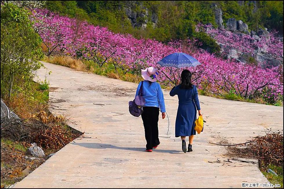 【春天,广西桂林灌阳县向您发出邀请!】望月岭上桃花开 - 游山玩水 - 马鞍山生活社区 - 马鞍山28生活网 mas.28life.com