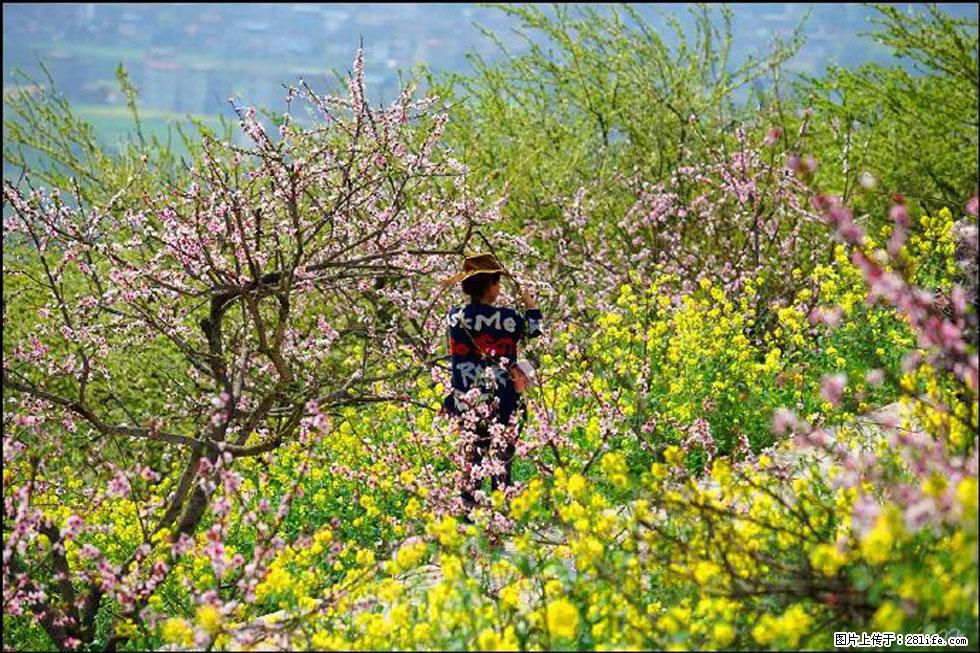 【春天,广西桂林灌阳县向您发出邀请!】望月岭上桃花开 - 游山玩水 - 马鞍山生活社区 - 马鞍山28生活网 mas.28life.com