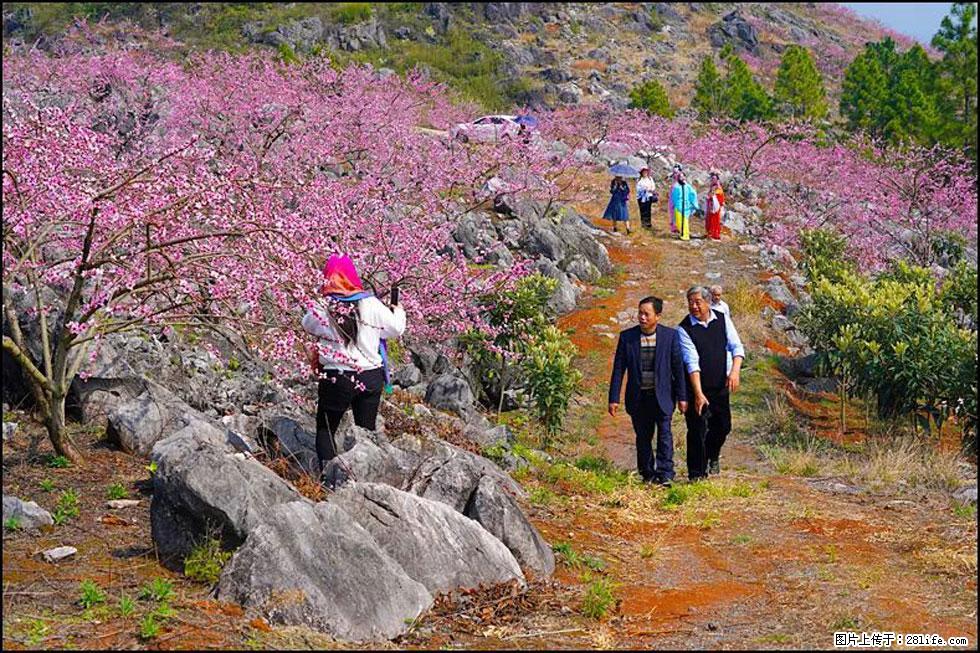 【春天,广西桂林灌阳县向您发出邀请!】望月岭上桃花开 - 游山玩水 - 马鞍山生活社区 - 马鞍山28生活网 mas.28life.com