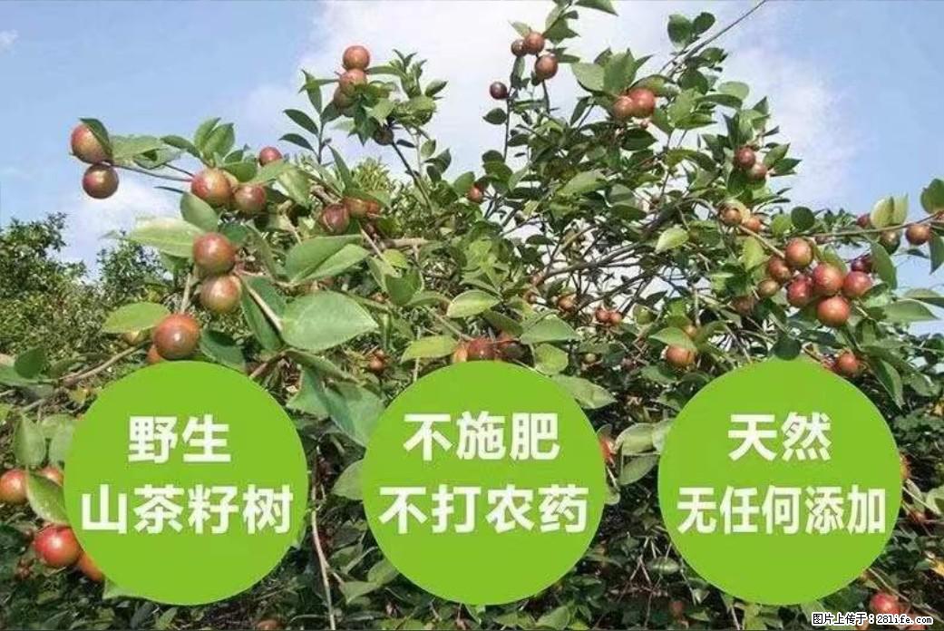 【灌阳县油茶产业示范区】一个有着充实的精神生活的人,对待身外之物自会有一种淡泊的态度 - 美食天地 - 马鞍山生活社区 - 马鞍山28生活网 mas.28life.com