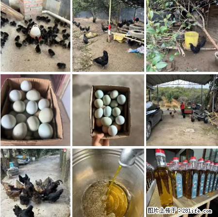 油茶园从小鸡仔开始养起的纯土鸡、土鸡蛋可以预定啦!还有前几天刚榨的纯山茶油哦 - 土特产 - 饮食特产 - 马鞍山分类信息 - 马鞍山28生活网 mas.28life.com