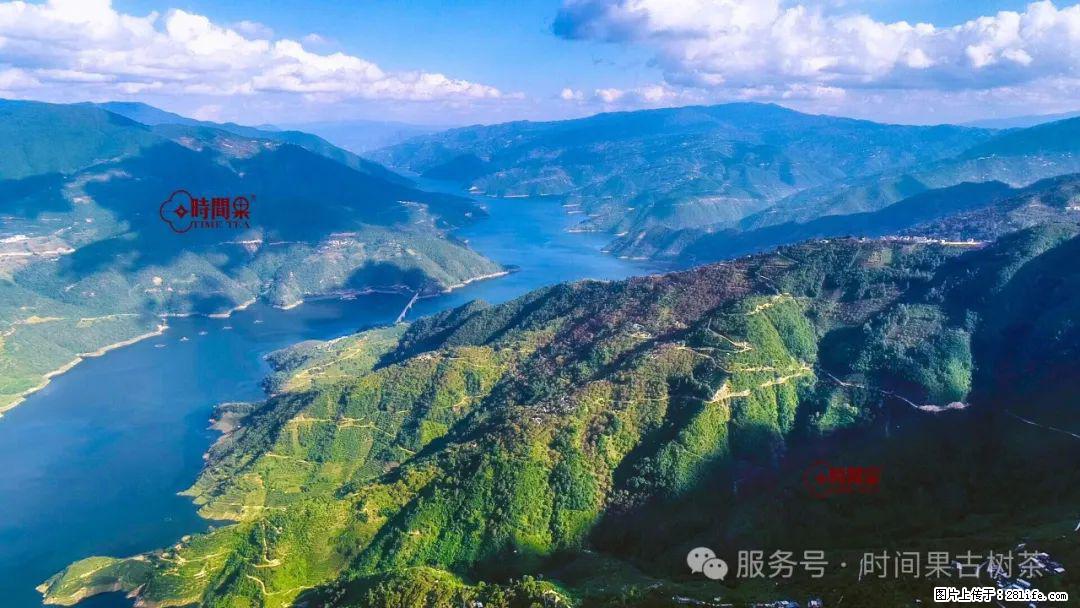 时间果百年古树龙珠普洱生茶 - 购物交流 - 马鞍山生活社区 - 马鞍山28生活网 mas.28life.com