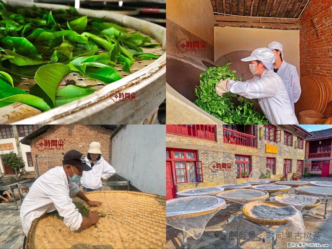 时间果百年古树龙珠普洱生茶 - 购物交流 - 马鞍山生活社区 - 马鞍山28生活网 mas.28life.com