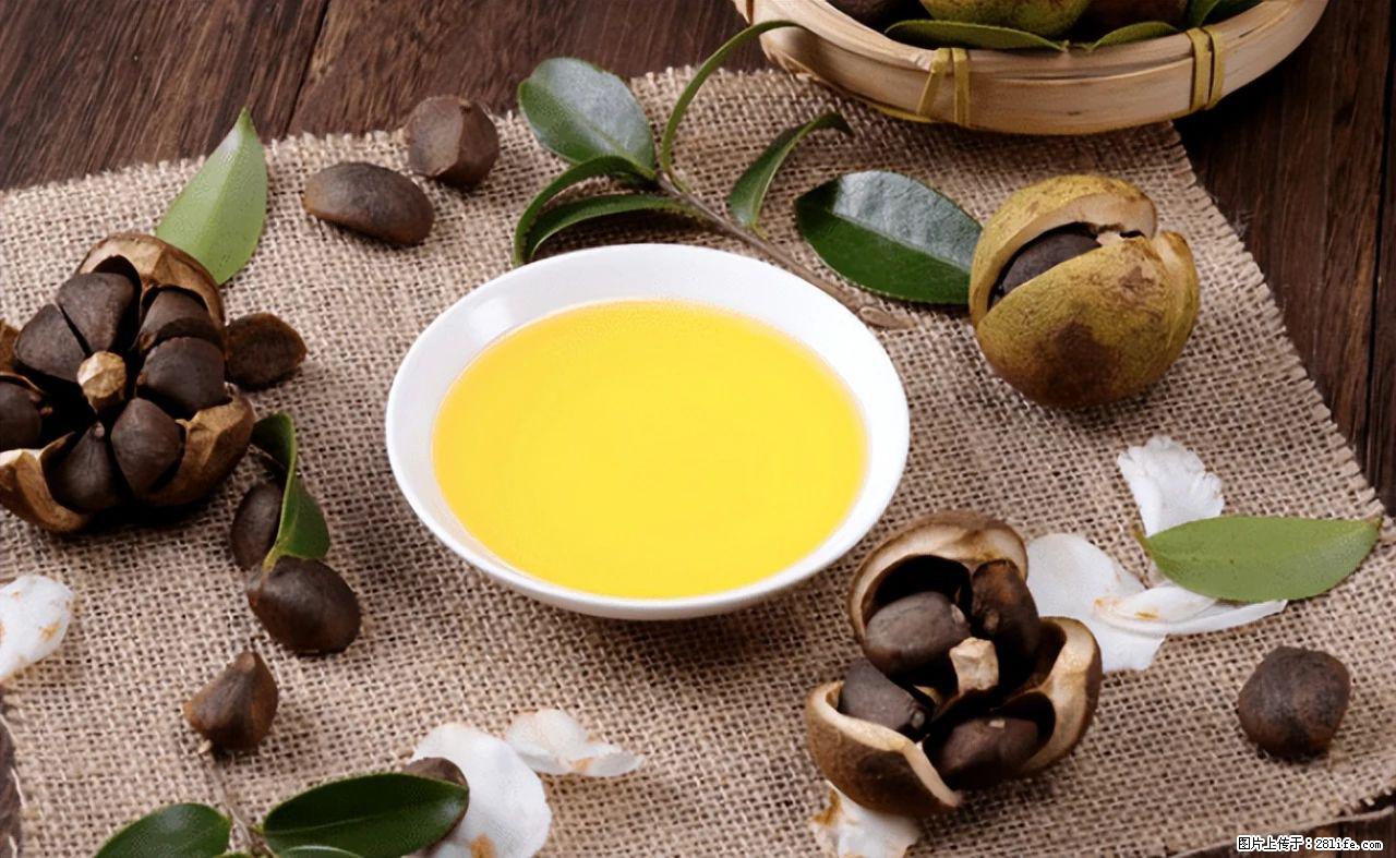 揭秘茶油的5大核心营养成分！被称为人体健康的“守护盾”！ - 马鞍山生活资讯 - 马鞍山28生活网 mas.28life.com