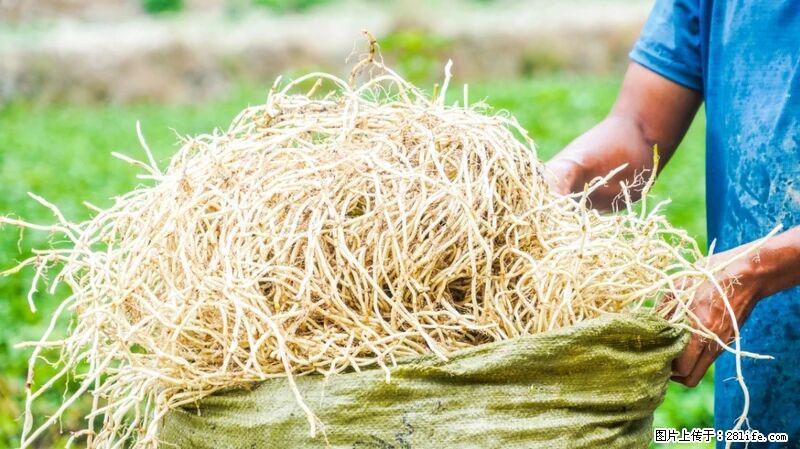 堪称“最难吃”的蔬菜，却是 “抗辐射神器”，还能护肺、清热、止咳化痰！ - 马鞍山生活资讯 - 马鞍山28生活网 mas.28life.com