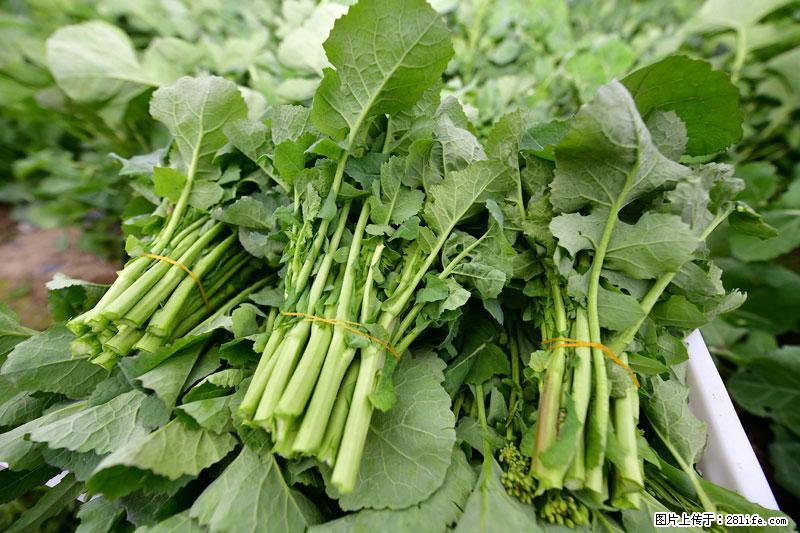 这些蔬菜是“天然钙片”，这6种被医生重点推荐 - 马鞍山生活资讯 - 马鞍山28生活网 mas.28life.com